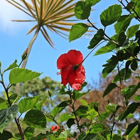 מלון פראייה דו רוזה Morada Dos Hibiscos מראה חיצוני תמונה