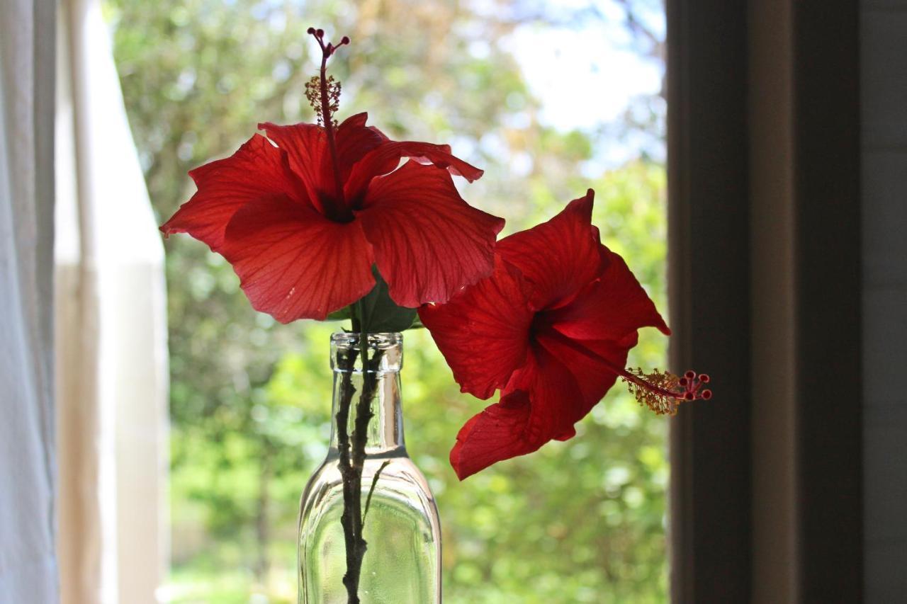 מלון פראייה דו רוזה Morada Dos Hibiscos מראה חיצוני תמונה